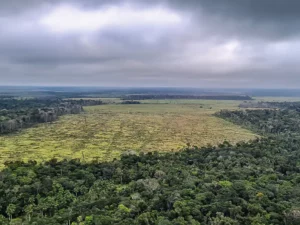 Desmatamento e desregulação fomentam litigância climática no país